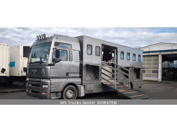 Camión para caballos MAN TGA 26.480