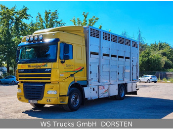 Camión transporte de ganado DAF XF