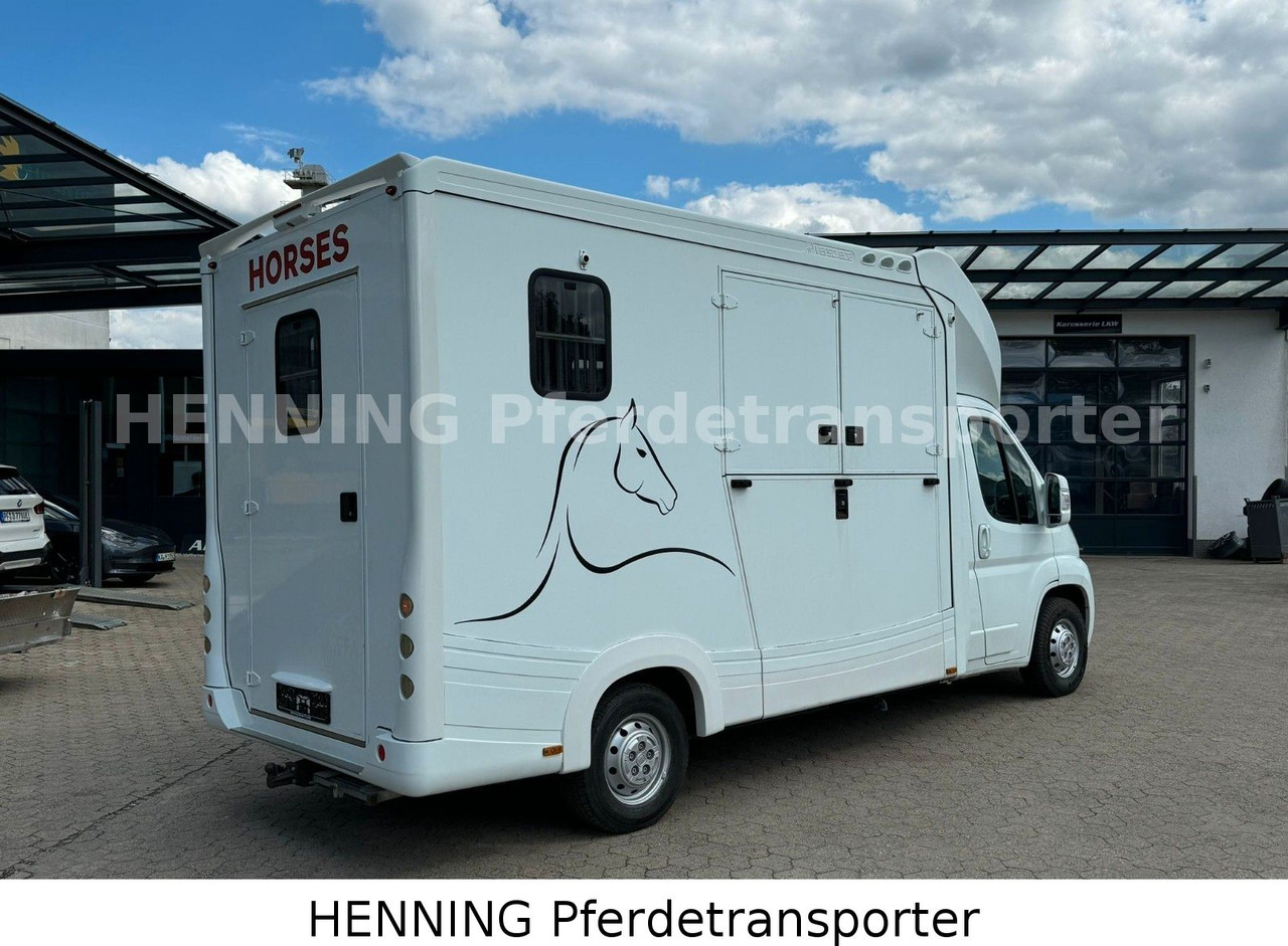 Fiat Ducato 3-Sitzer - Camión para caballos, Furgoneta: foto 2 Fiat Ducato 3-Sitzer - Camión para caballos, Furgoneta: foto 2