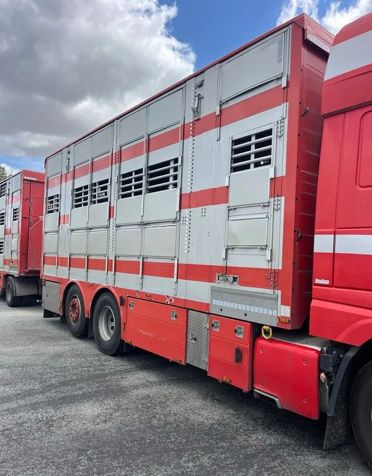 DAF XF 530 + Przyczepa Pezzaoli - 3X Trzoda, 2 X Bydło I 3 poziomy I Podnoszony dach I Hydroburta I Osie Skrętne I Poidła I Wentylatory I Pilot Manualny | - Camión transporte de ganado: foto 3 DAF XF 530 + Przyczepa Pezzaoli - 3X Trzoda, 2 X Bydło I 3 poziomy I Podnoszony dach I Hydroburta I Osie Skrętne I Poidła I Wentylatory I Pilot Manualny | - Camión transporte de ganado: foto 3