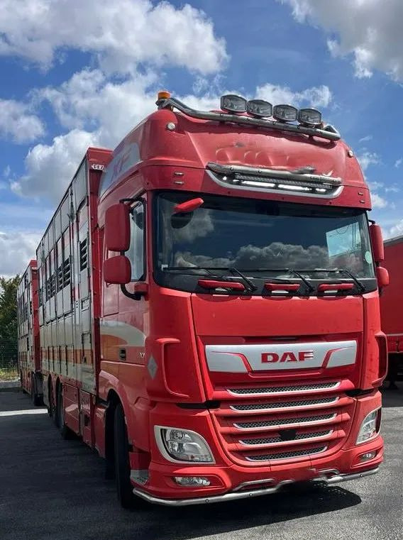 DAF XF 530 + Przyczepa Pezzaoli - 3X Trzoda, 2 X Bydło I 3 poziomy I Podnoszony dach I Hydroburta I Osie Skrętne I Poidła I Wentylatory I Pilot Manualny | - Camión transporte de ganado: foto 1 DAF XF 530 + Przyczepa Pezzaoli - 3X Trzoda, 2 X Bydło I 3 poziomy I Podnoszony dach I Hydroburta I Osie Skrętne I Poidła I Wentylatory I Pilot Manualny | - Camión transporte de ganado: foto 1
