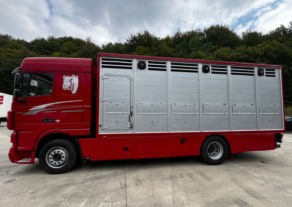 DAF XF 105.460 Euro 5 // Manual // Retarder // Do Żywca / Bydła / Zwierząt / - Camión transporte de ganado: foto 5 DAF XF 105.460 Euro 5 // Manual // Retarder // Do Żywca / Bydła / Zwierząt / - Camión transporte de ganado: foto 5