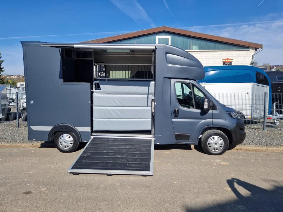 Camión para caballos MSG Stablehopper Pferdetransporter Pferdeanhänger Böckmann: foto 10